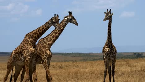 close-up-of-two-giraffe-headbutting-in-masai-mara