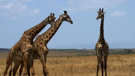 Nahaufnahme-von-zwei-Giraffen-Brust-zu-verpassen-in-der-Masai-mara