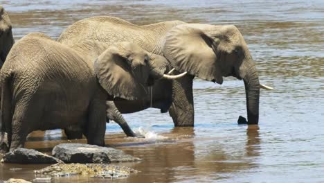 close-up-of-elephants-drinking-in-masai-mara,-kenya