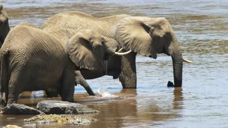 Nahaufnahme-eines-Elefanten-trinken-in-Masai-Mara,-Kenia