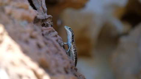 Lizard-in-the-sun