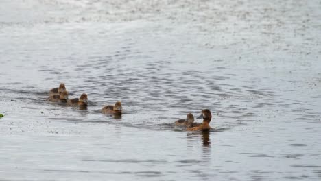 Ánade-real-con-ducklings-