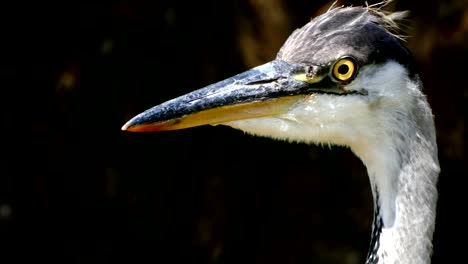 Porträt-einer-Graureiher-(Ardea-Cinerea).