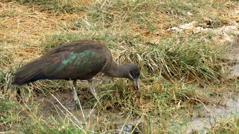 Hadada-Ibis-Fütterung-am-Rande-eines-Sees-im-amboseli