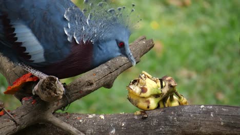 Victoria-crowned-pigeon