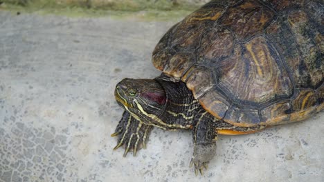 Tortugas-caminando-sobre-la-tierra.