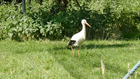 Stork-walking-slowly