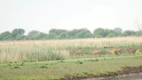 Herde-von-Rotwild-Wasser-weglaufen