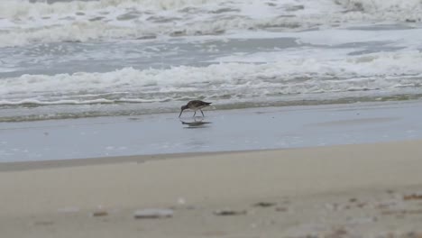 Bar-tailed-Godwit-or-Limosa-lapponica