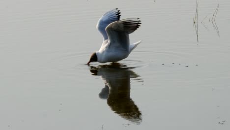 Seagull-or-Larus-ridibundus