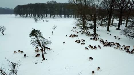 Luftaufnahme-der-Hirsche-im-Schnee-im-Phoenix-Park,-Dublin,-Irland.