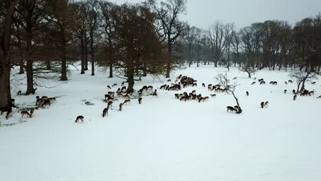 aerial-view-of-deers-in-snow-in-Phoenix-park,-Dublin,-Ireland.