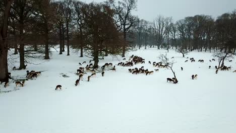 Luftaufnahme-der-Hirsche-im-Schnee-im-Phoenix-Park,-Dublin,-Irland.