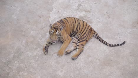 Tigre-de-bengala-