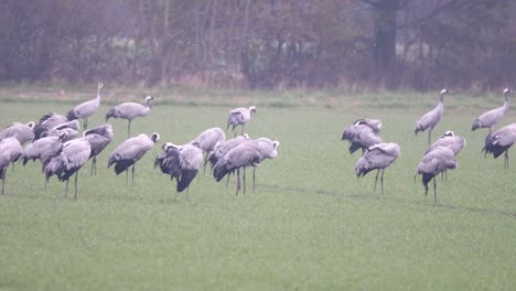 Kraniche-oder-eurasische-Kraniche-(Grus-Grus)-Vögel-füttern-in-Maisfeldern-während-der-Migration