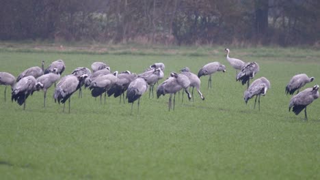 Grullas-o-alimentación-en-campos-de-maíz-durante-la-migración-de-las-aves-eurasiático-grullas-(Grus-Grus)