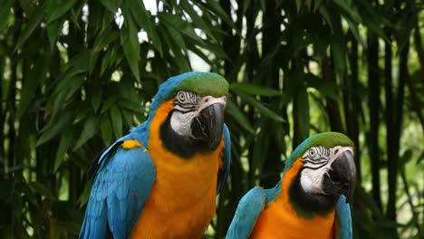 Blue-and-yellow-Macaw,-ara-ararauna,-Adults-Beak-in-Beak,-Reel-Time-4K