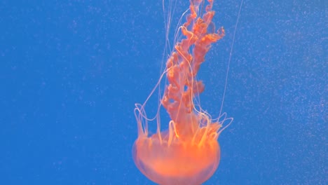 Slow-Motion-Nahaufnahme-von-riesigen-orangefarbenen-Medusa-Quallen-im-Aquarium,-blauer-Hintergrund