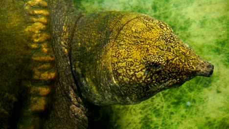 Kopf-Schnappschildkröte-im-Wasser