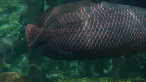 Arapaima-swimming-in-the-water