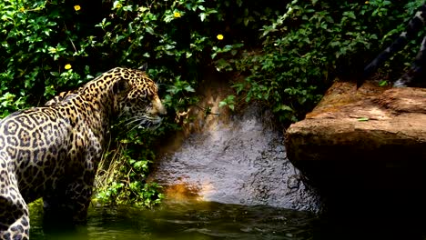 Two-jaguar-playing-and-swimming-in-pond