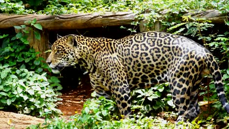 Ein-Jaguar,-die-Ruhe-im-Wald