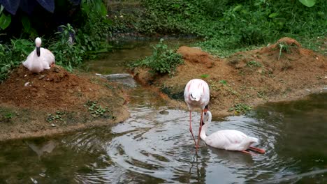 Flamingo-oder-Flamingos-ruhen-im-Teich