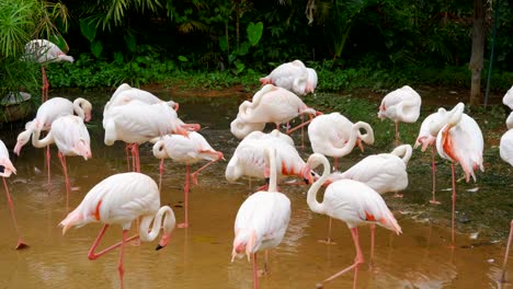 flamenco-o-flamencos-descansan-en-estanque