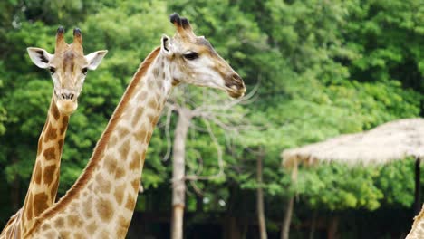 Nahaufnahme-der-Giraffe,-die-Ruhe-in-der-Natur
