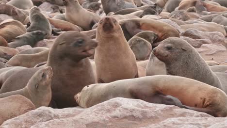Seals-fighting-and-discussing-at-Cape-Cross-Seal-Reserve