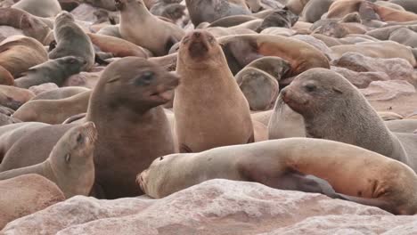 Sellos-peleando-y-discutiendo-en-Cape-Cross-Seal-reserva