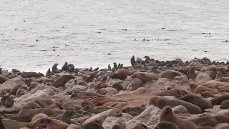 Sello-de-focas-de-Cape-Cross-reserva