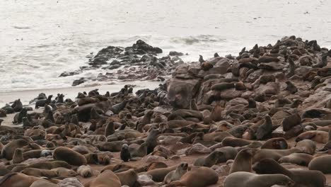 Sello-de-focas-de-Cape-Cross-reserva