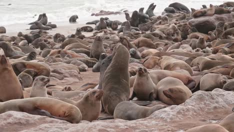 Cape-Cross-Seal-reserva