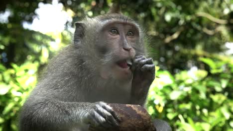 Nahaufnahme-von-einem-Makaken-Essen-Kokosnuss-in-Ubud,-bali