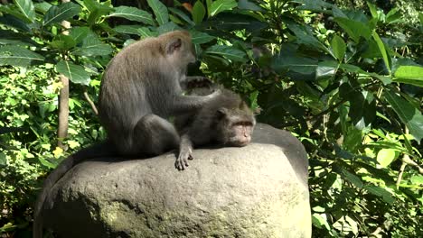 Makaken-auf-Magen-wird-entlaust-in-Ubud,-bali