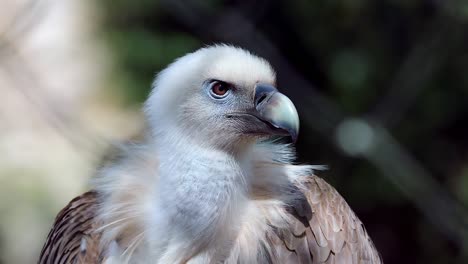 Close-Up-Griffon-Vulture-Kopf