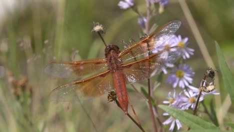 Flamme-Abstreicheisen-Libelle-im-yellowstone