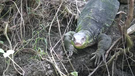 asian-water-monitor-beside-a-canal-at-damnoen-saduak-floating-market