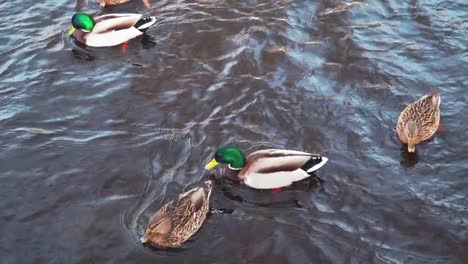 Patos-y-drakes-nadar-en-el-estanque-de-invierno