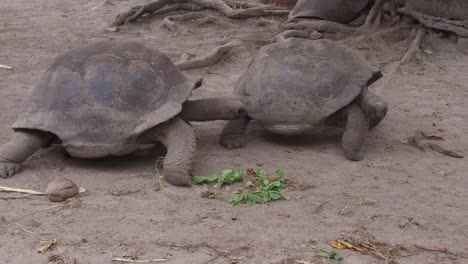 tortugas-gigantes-al-aire-libre-en-seychelles