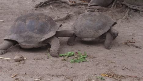 Riesenschildkröten-im-Freien-auf-den-Seychellen