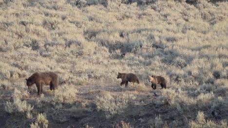 tiro-de-seguimiento-de-un-oso-grizzly-y-sus-cachorros-en-el-valle-de-lamar,-yellowstone