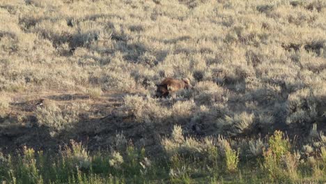 ruhende-Mutter-Grizzly-Bear-und-jungen-in-der-Lamar-Valley-von-yellowstone