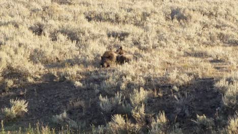 4K-60p-clip-of-grizzlies-resting-in-summer-at-yellowstone