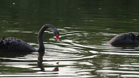 Slow-Motion-schwarze-Schwäne-Schwimmen-im-Teich