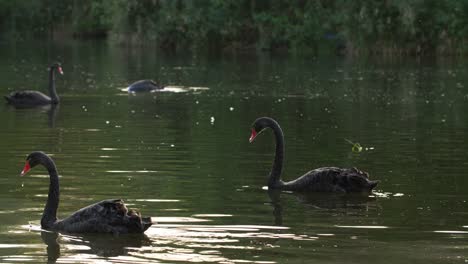 Lenta-de-la-natación-de-cisnes-negros-en-el-estanque