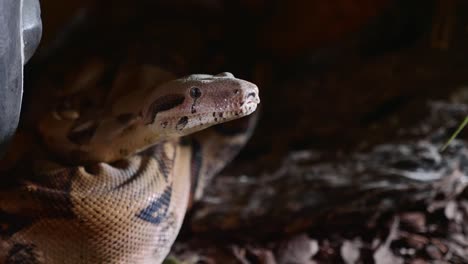 A-close-up-of-a-snakes-face,-eyes,-and-tongue.-Portrait-of-mperial-boa