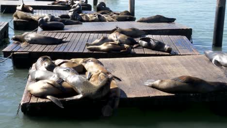 León-de-mar-de-California-tomando-el-sol-en-el-pier-39-en-san-francisco