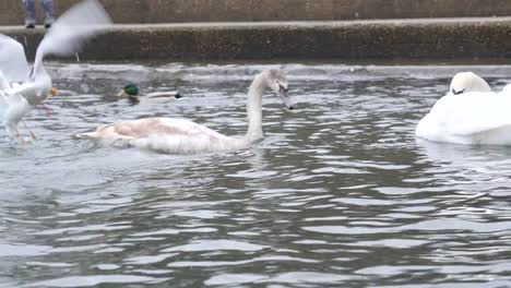 Seevögel,-Schwäne-und-Enten-auf-dem-Wasser